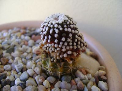 Mammillaria luethyi