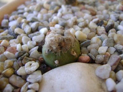 Mammillaria theresae albiflora (altoita pe opuntia)