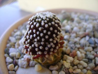 Mammillaria luethyi