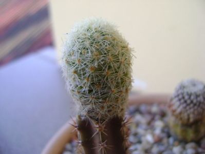 Mammillaria magallanii