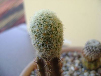 Mammillaria magallanii