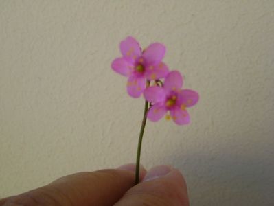 Talinum paniculatum