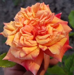 Aloha (urcator) 70; Acest trandafir cățărător foarte viguros și florifer are flori parfumate, cu un număr dublu de petale, care înfloresc pe tot parcursul sezonului. Inaltime-250...300cm
