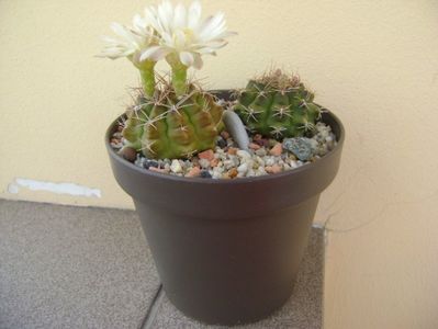 Gymnocalycium damsii v. tucavocense