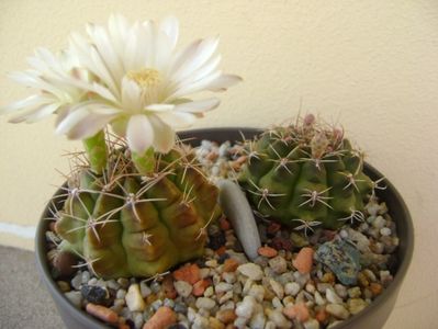 Gymnocalycium damsii v. tucavocense