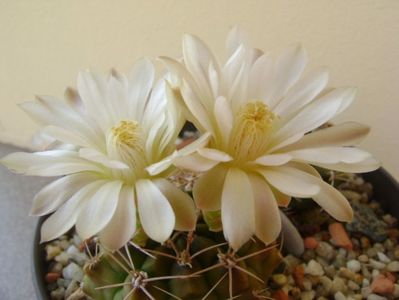 Gymnocalycium damsii v. tucavocense