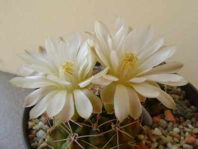 Gymnocalycium damsii v. tucavocense