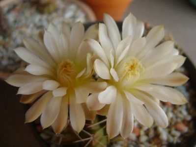 Gymnocalycium damsii v. tucavocense