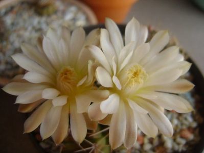 Gymnocalycium damsii v. tucavocense