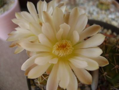 Gymnocalycium damsii v. tucavocense