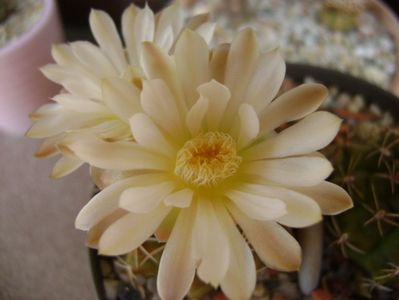 Gymnocalycium damsii v. tucavocense