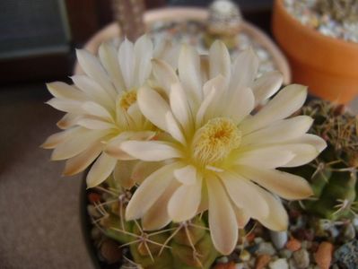 Gymnocalycium damsii v. tucavocense