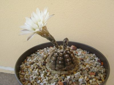 Gymnocalycium ragonesei