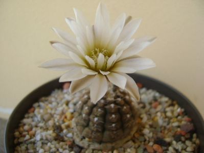 Gymnocalycium ragonesei