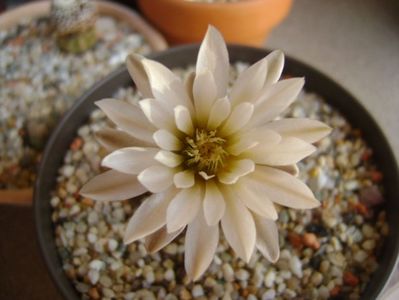 Gymnocalycium ragonesei