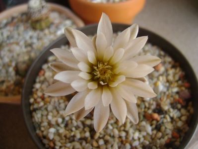 Gymnocalycium ragonesei