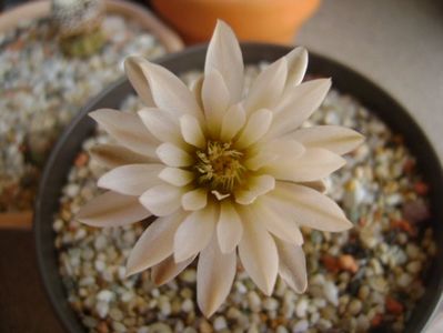 Gymnocalycium ragonesei