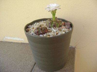 Gymnocalycium asterium v. minimum