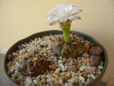 Gymnocalycium asterium v. minimum