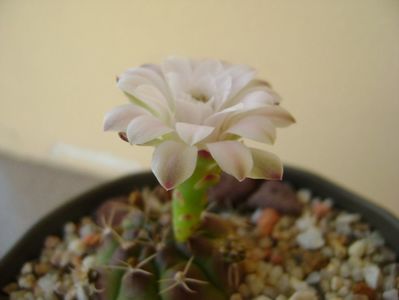 Gymnocalycium asterium v. minimum