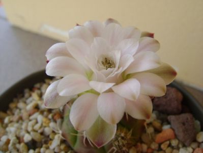 Gymnocalycium asterium v. minimum