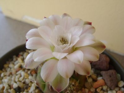 Gymnocalycium asterium v. minimum