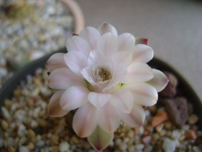 Gymnocalycium asterium v. minimum