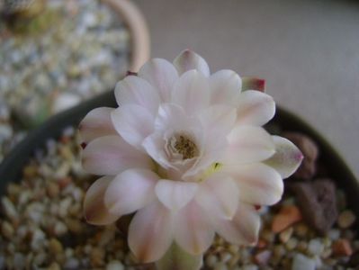 Gymnocalycium asterium v. minimum