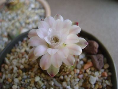 Gymnocalycium asterium v. minimum