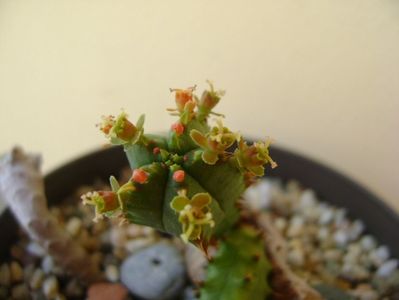 Euphorbia tubiglans