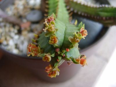 Euphorbia tubiglans