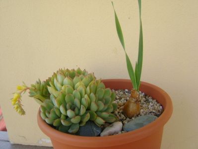 Echeveria pulidonis & Boophone disticha