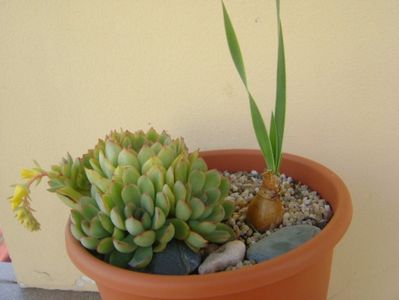 Echeveria pulidonis & Boophone disticha