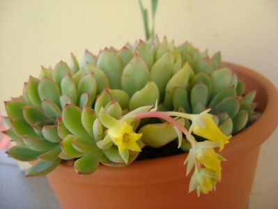 Echeveria pulidonis