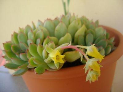 Echeveria pulidonis