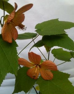 Un abutilon mai ciudat