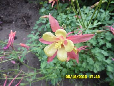 Caldarusa galben cu roz, floare mare,