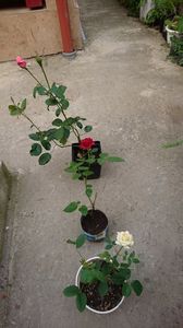 Trandafiri 10 ron- vanduti; Princess Farah, Damme de Coeur, Bel Ange
