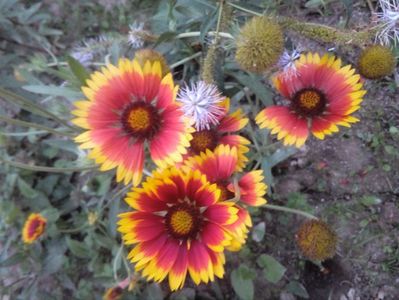 Gaillardia sp