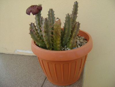 Stapelia hb. comparabilis