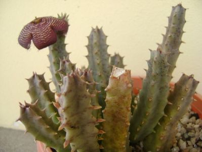 Stapelia hb. comparabilis