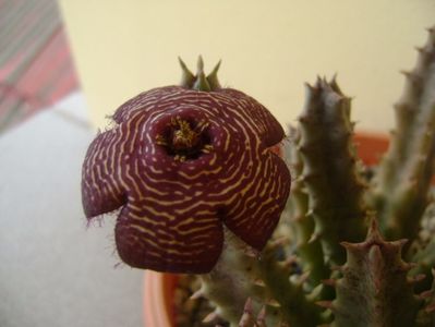 Stapelia hb. comparabilis