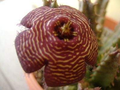 Stapelia hb. comparabilis