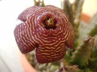 Stapelia hb. comparabilis