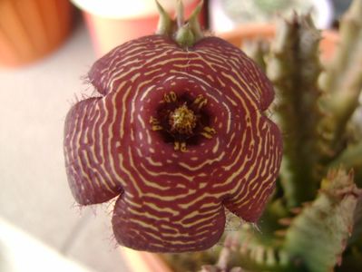 Stapelia hb. comparabilis