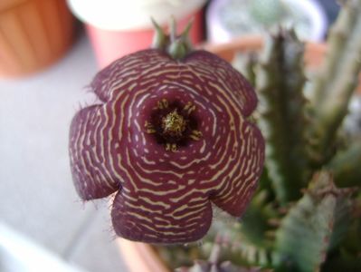 Stapelia hb. comparabilis