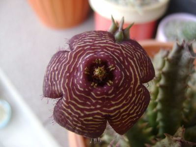 Stapelia hb. comparabilis