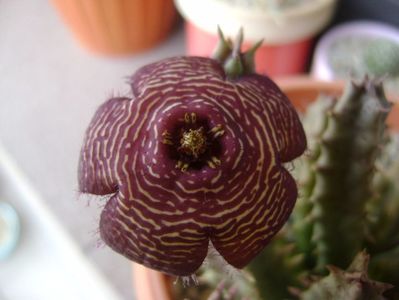 Stapelia hb. comparabilis