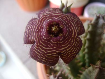 Stapelia hb. comparabilis