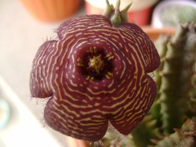 Stapelia hb. comparabilis